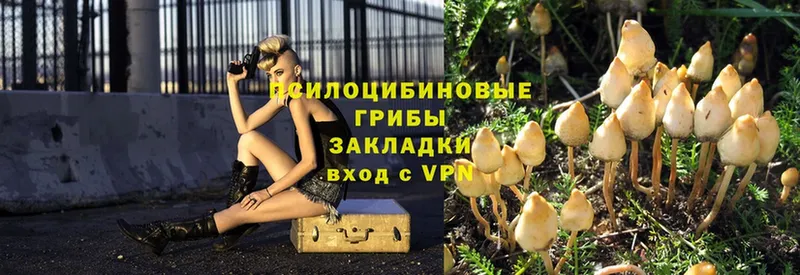 Галлюциногенные грибы Psilocybe  Бузулук 